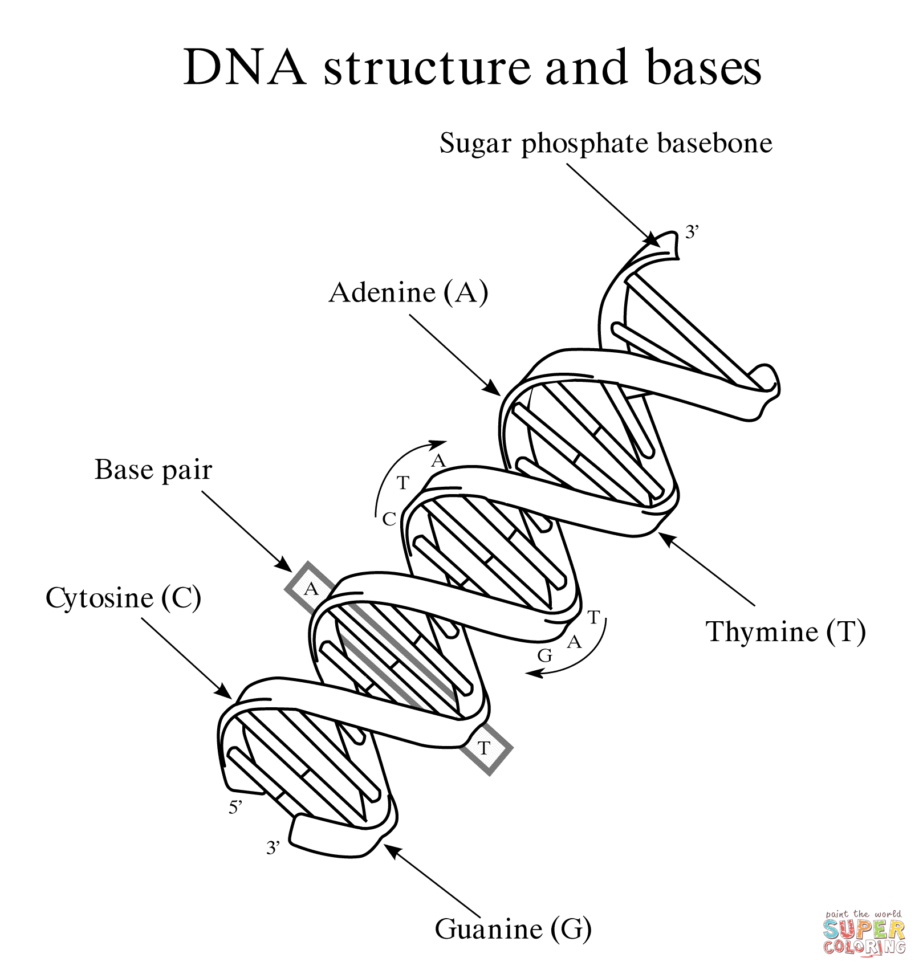 Dna Structure And Bases Coloring Page  Free Printable