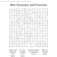 Dna Structure And Function Word Search  Word