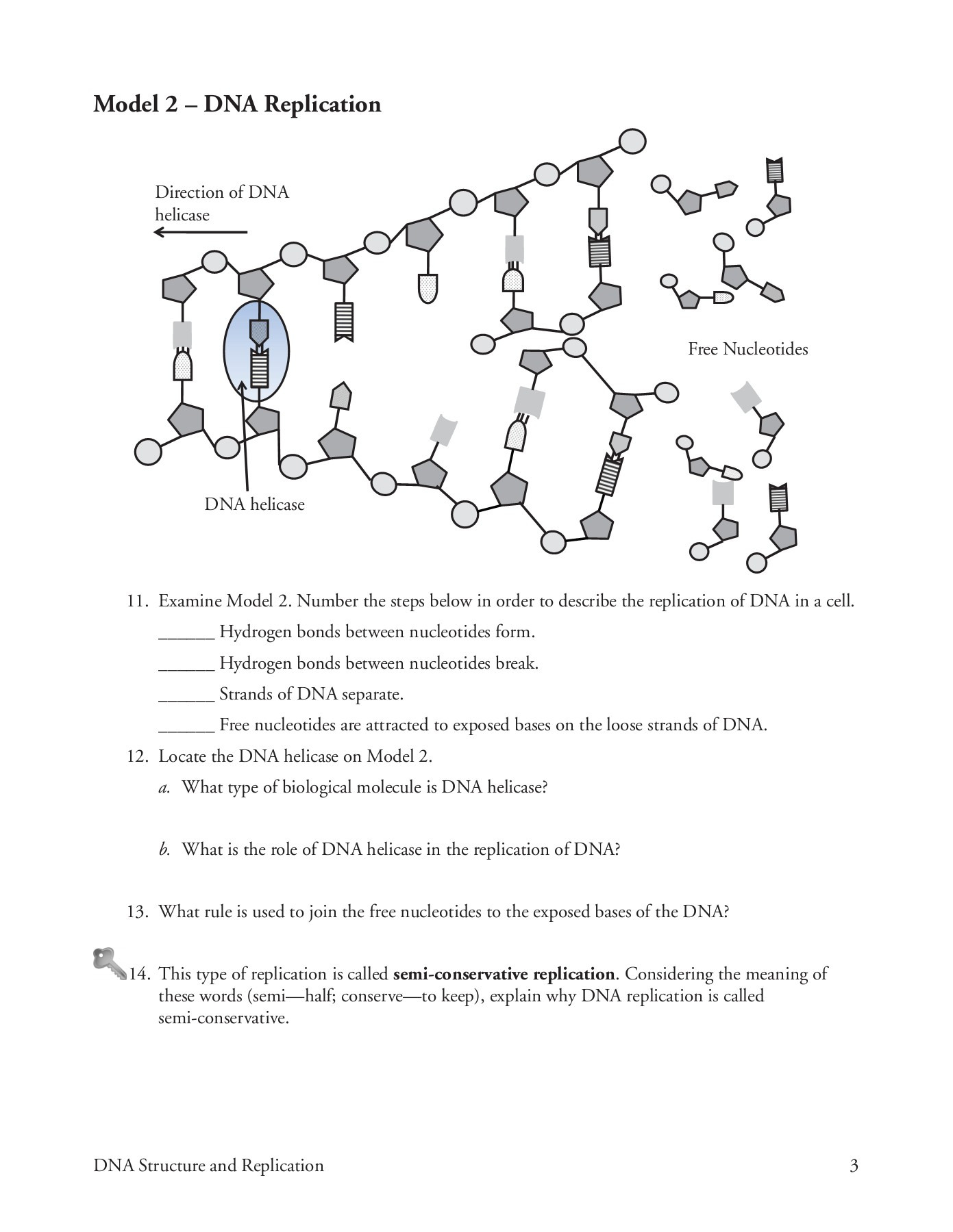 Dna Structure And Replication Worksheet Answer Key Db excel