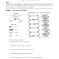 Dna Structure And Replication Pages 1  5  Text Version  Anyflip