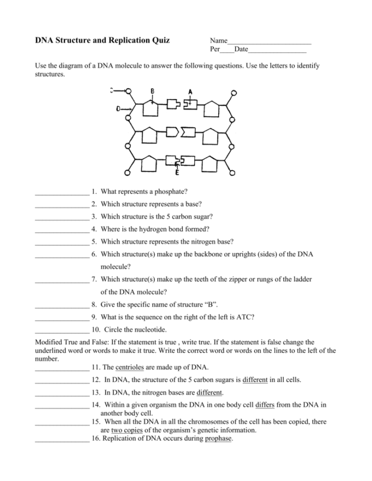 Dna Structure And Replication Worksheet Answers — db-excel.com