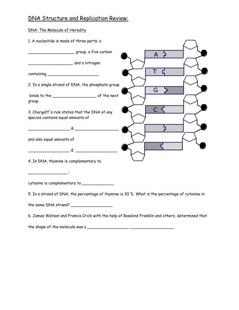 Dna Structure And Replication Review
