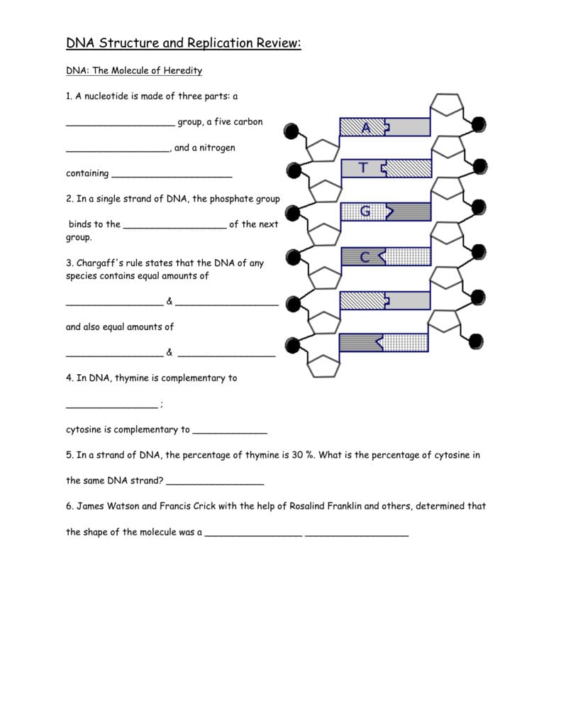 Dna Structure And Replication Review