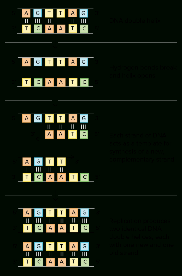 Dna Structure And Replication Review Article  Khan Academy