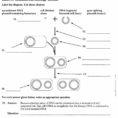 Dna Structure And Replication Review Worksheet
