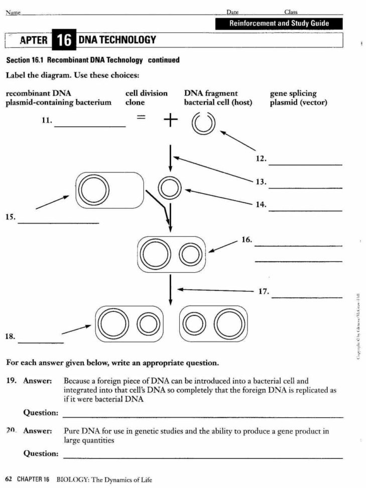 Dna Structure And Replication Review Worksheet