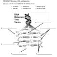 Dna Structure And Replication Worksheet