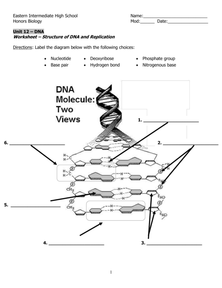 Dna Structure And Replication Worksheet Answer Key —