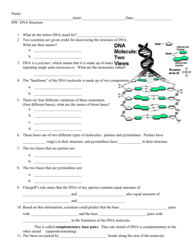 Dna Structure Hw
