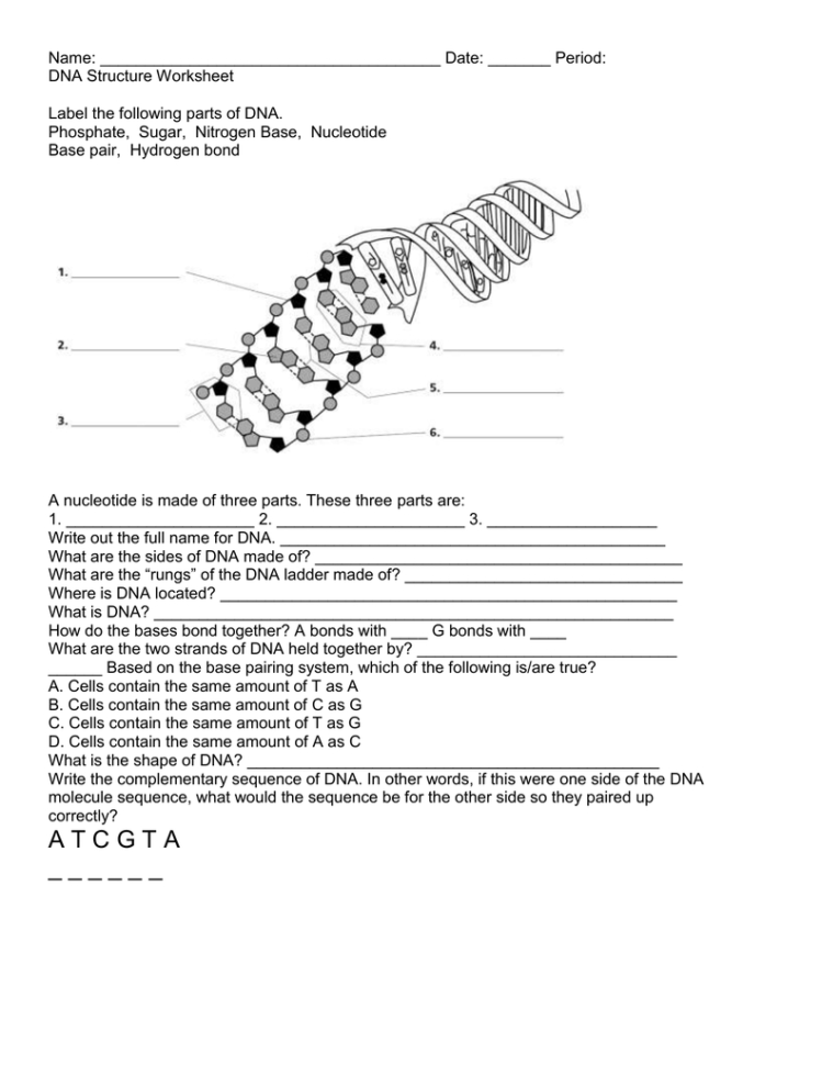 Dna Structure Worksheet
