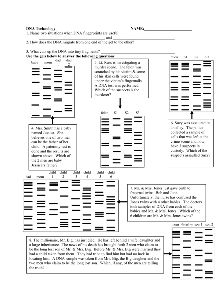 dna-fingerprinting-and-paternity-answer-key-dna-fingerprinting-worksheet-dna-fingerprinting