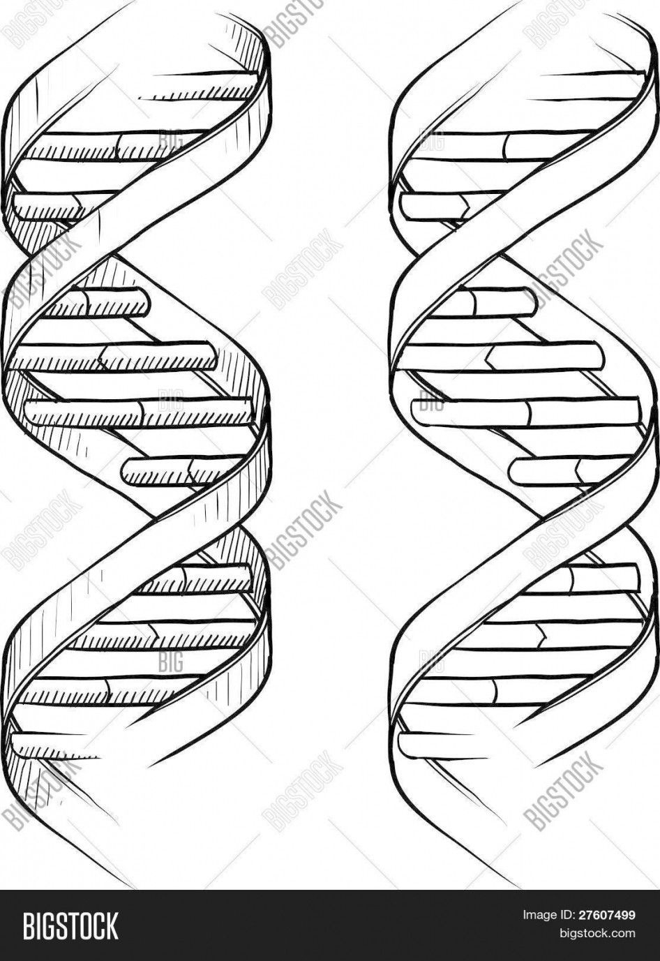 Dna The Double Helix Coloring Worksheet Answers