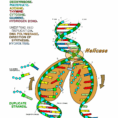 Dna The Double Helix Coloring Worksheet  Dna Replication