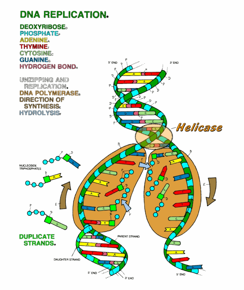 Dna The Double Helix Coloring Worksheet  Dna Replication
