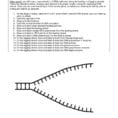 Dna The Double Helix Coloring Worksheet Key