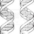 Dna The Double Helix Worksheet Dna Coloring Page Coloring