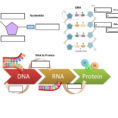 Dna To Proteins And Inheritance Of Traits Stemscope 3D Diagram