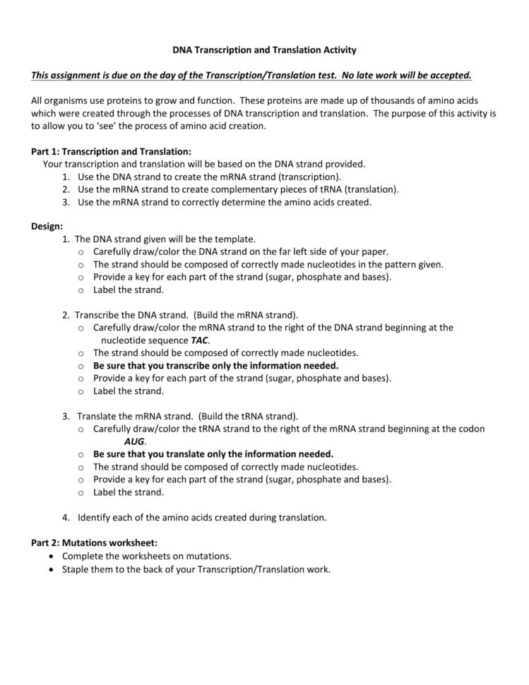 Dna Transcription And Translation Project