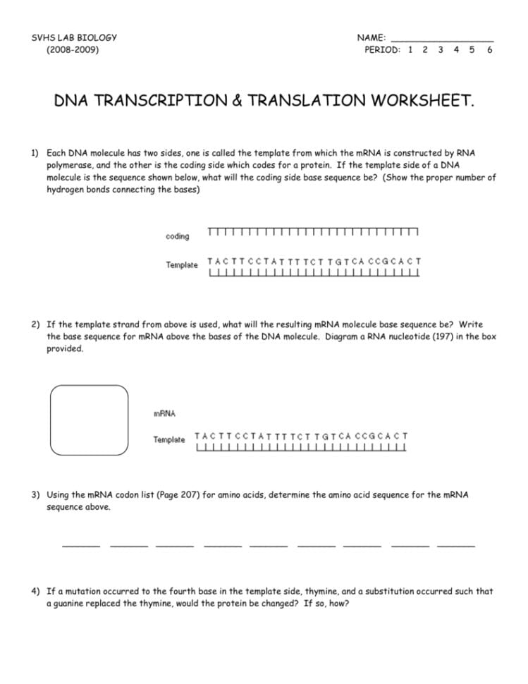 Dna Transcription  Translation Worksheet