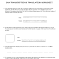 Dna Transcription  Translation Worksheet