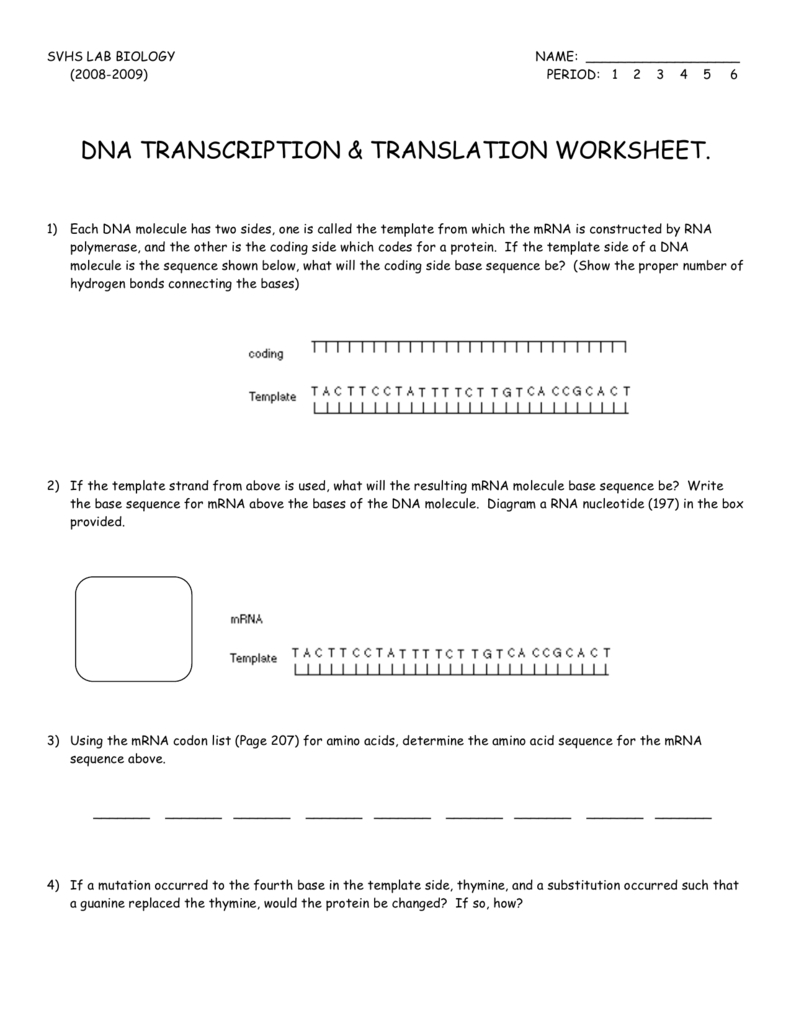 Dna Transcription  Translation Worksheet