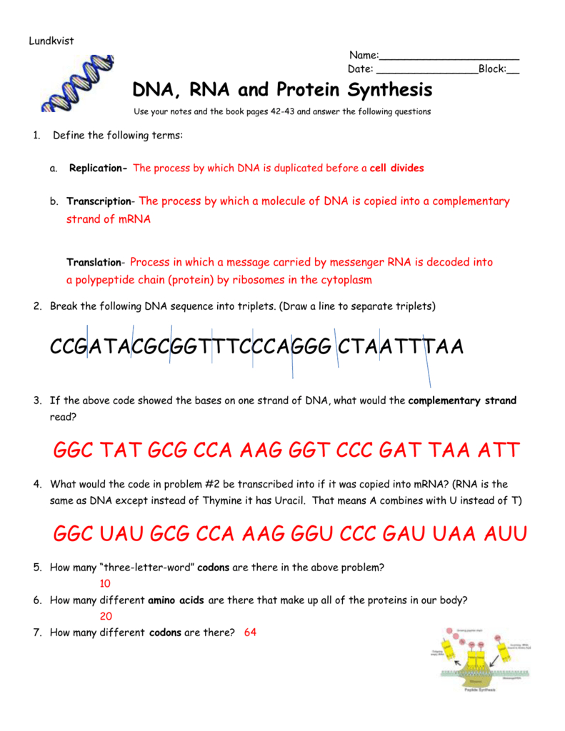 Worksheet On Dna Rna And Protein Synthesis Answer Key