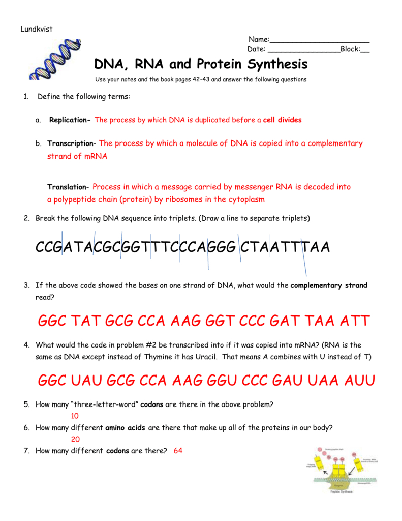 Dna Triplets Mrna Codon Amino Acid Match Db excel