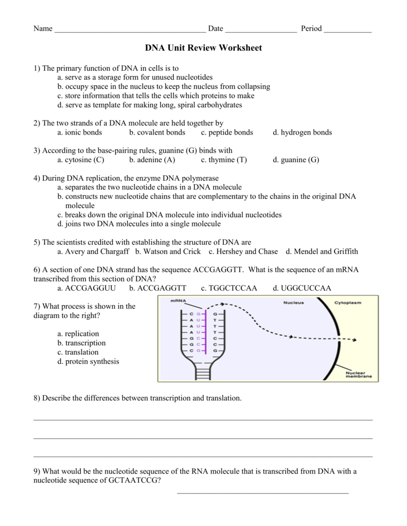 dna-review-worksheet-answer-key-db-excel