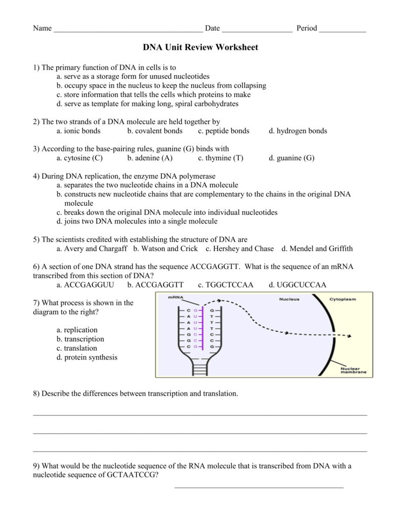 Dna Review Worksheet Answer Key Db excel