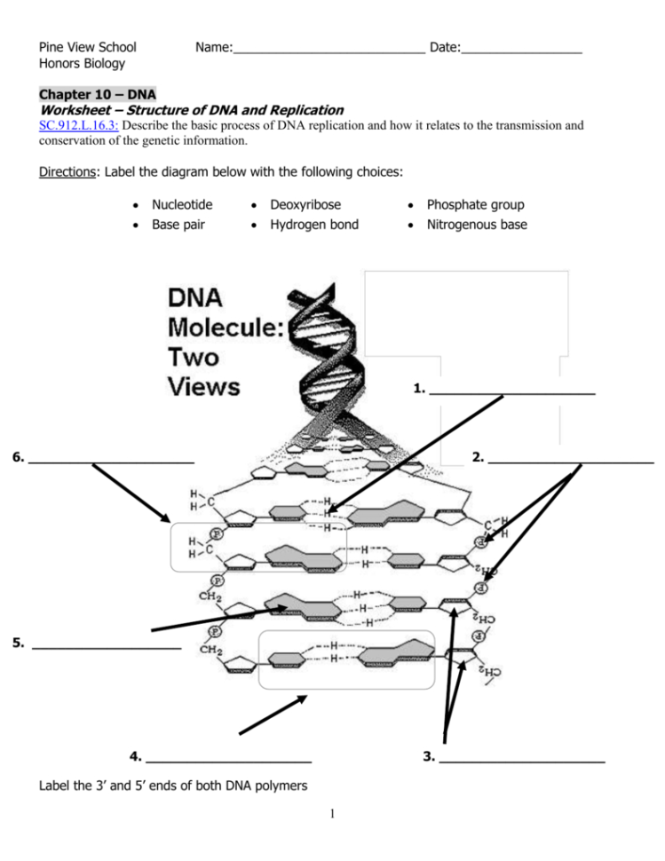 Dna Worksheet