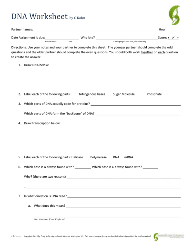 Dna Worksheet Answer Key — db-excel.com
