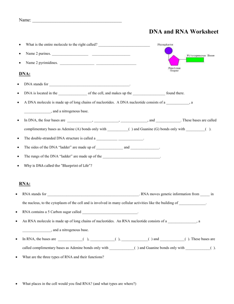 Dnarna Worksheet
