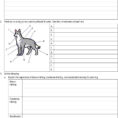 Dog Care Merit Badge Workbook  Pdf