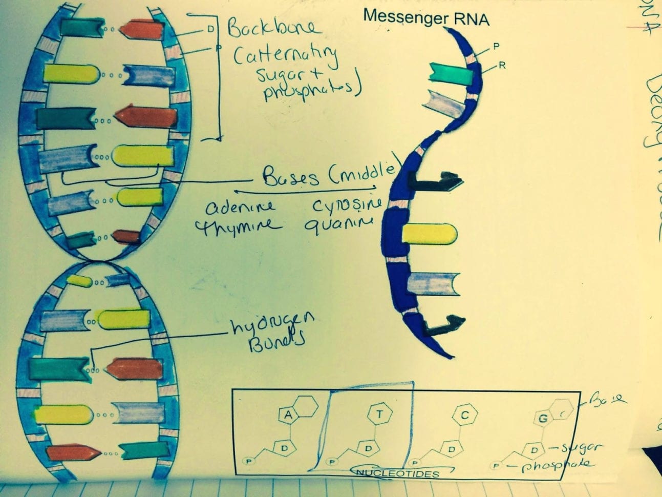 Dna The Double Helix Coloring Worksheet — db-excel.com