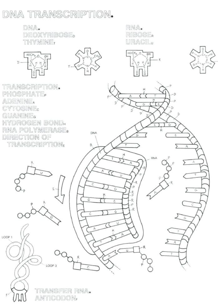 Double Helix Coloring Worksheet Answers – Lagunapaperco
