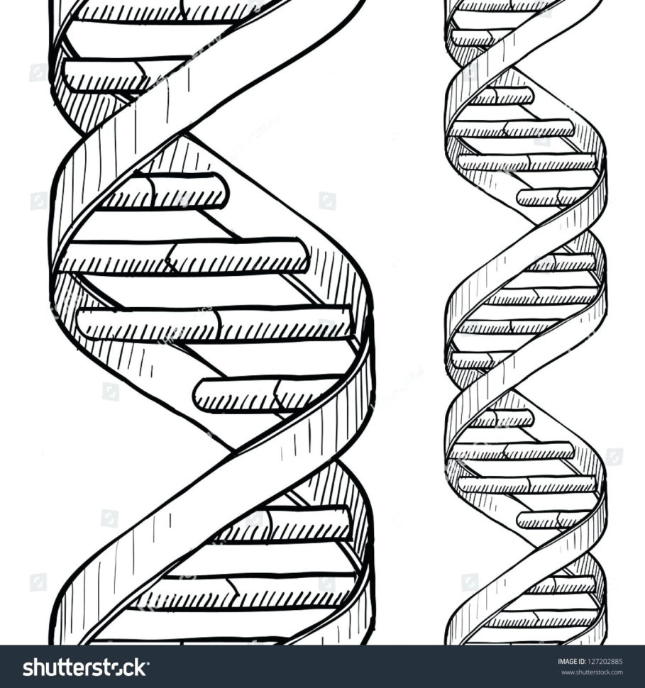 Double Helix Coloring Worksheet Answers – Lagunapaperco
