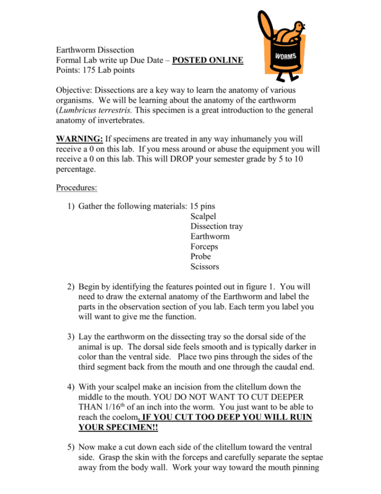Earthworm Dissection