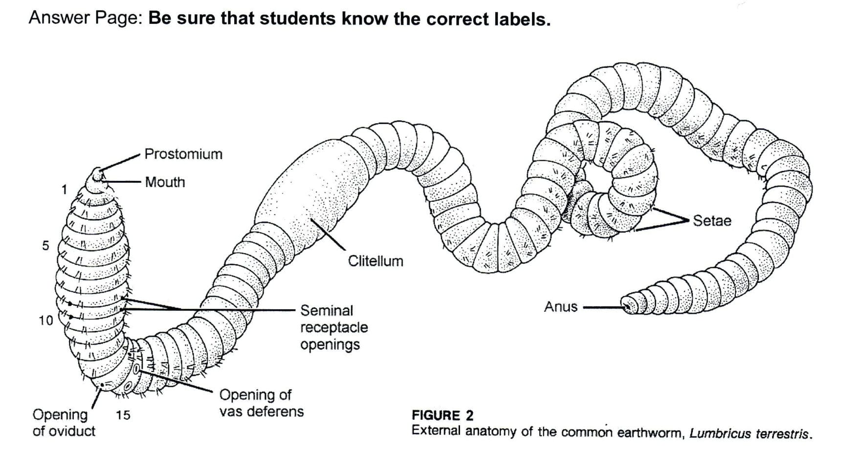 Earthworm Dissection Coloring Sheet – Huskypaperco