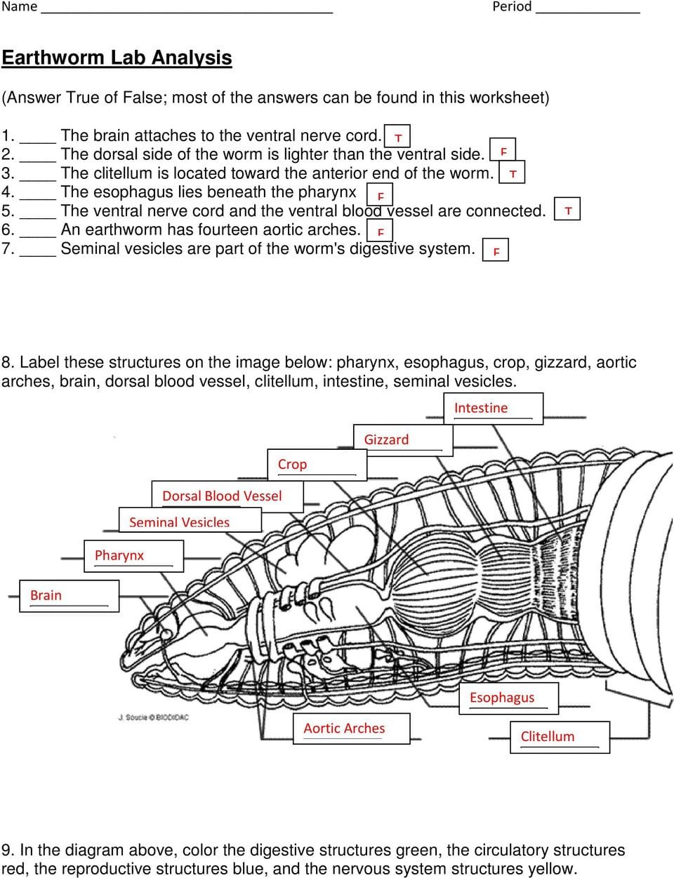 Earthworm Dissection Worksheet Db excel