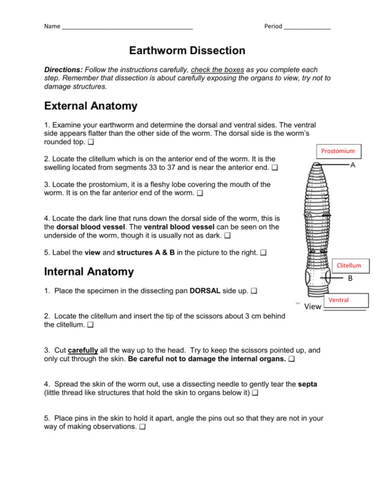 Earthworm Dissection With Answers