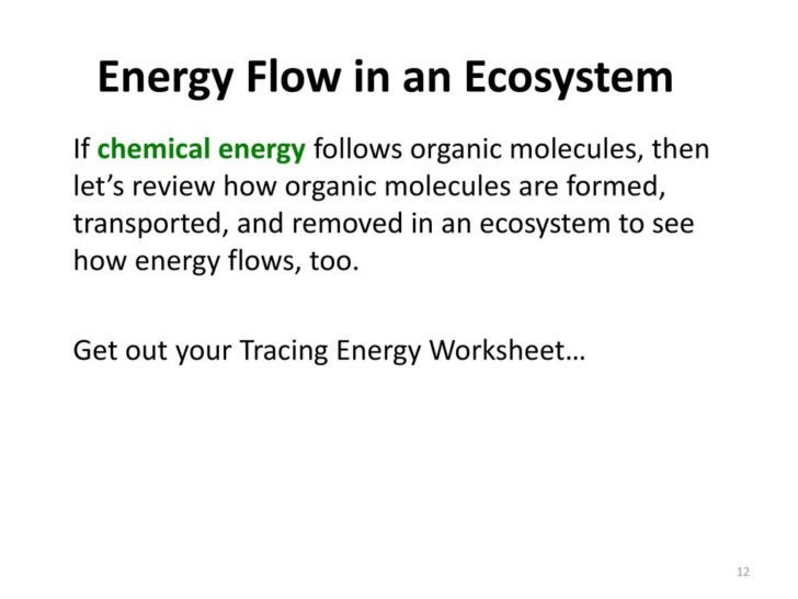 Energy Flow In Ecosystems Worksheet
