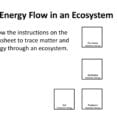 Ecosystems Unit Activity 34 Tracing Energy Through An
