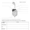 Edubloggercon  Digestive System Diagram Worksheet