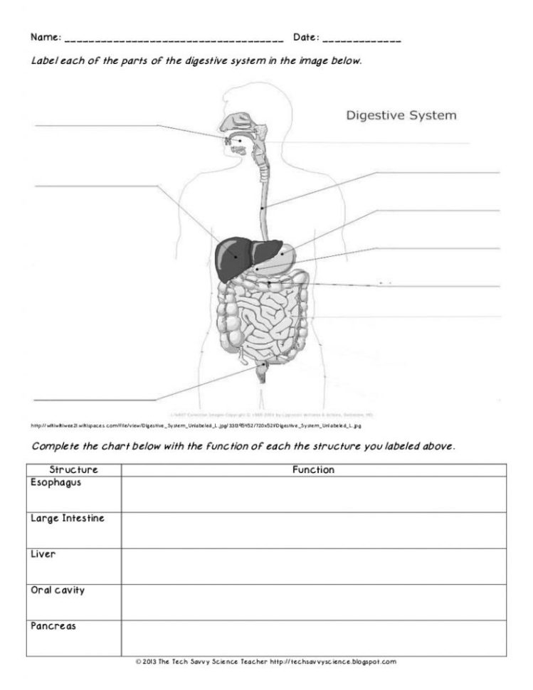 Edubloggercon  Digestive System Diagram Worksheet