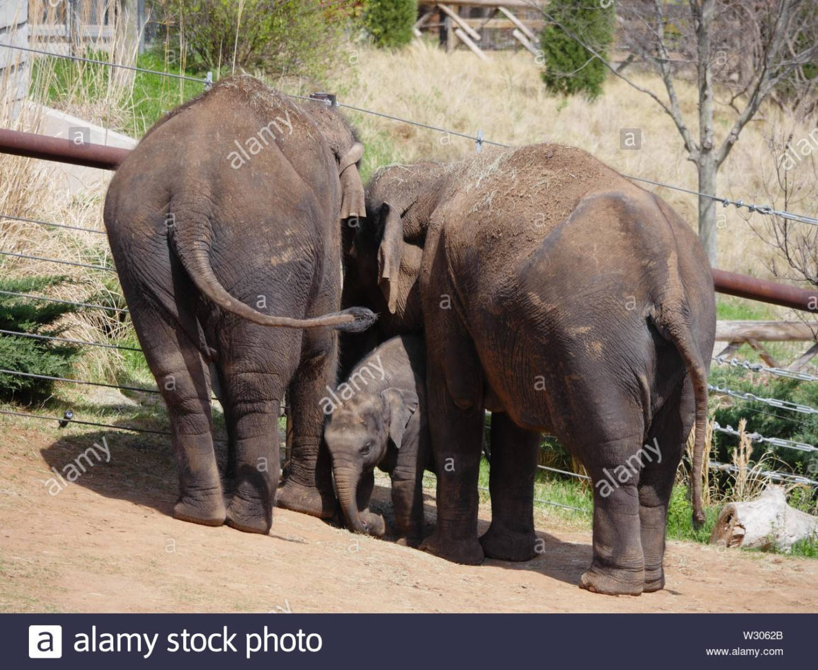 Elephant Direction Stock Photos  Elephant Direction Stock