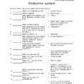 Endocrine Match Worksheet