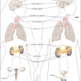 Endocrine System  Anatomy  Britannica
