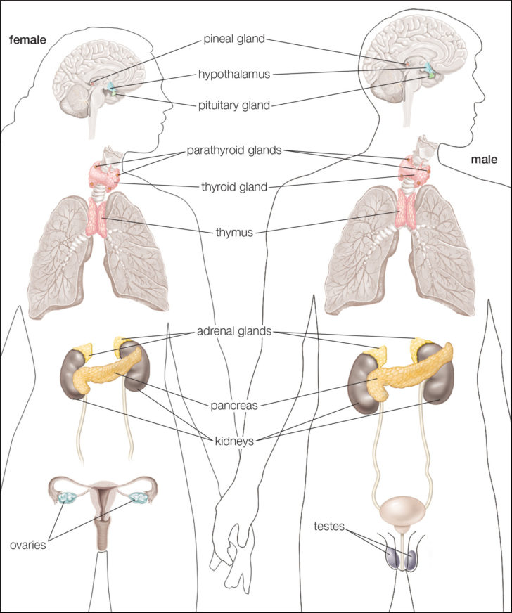 Human Endocrine Hormones Worksheet Key