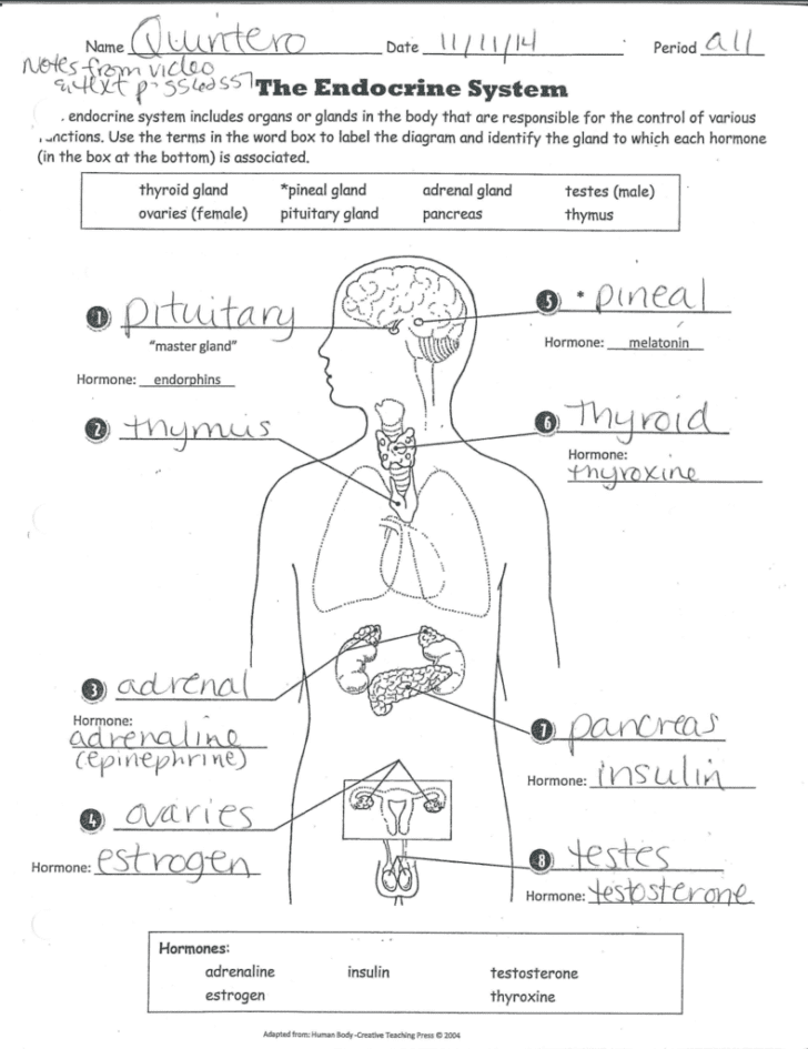 Endocrine System Worksheet — db-excel.com