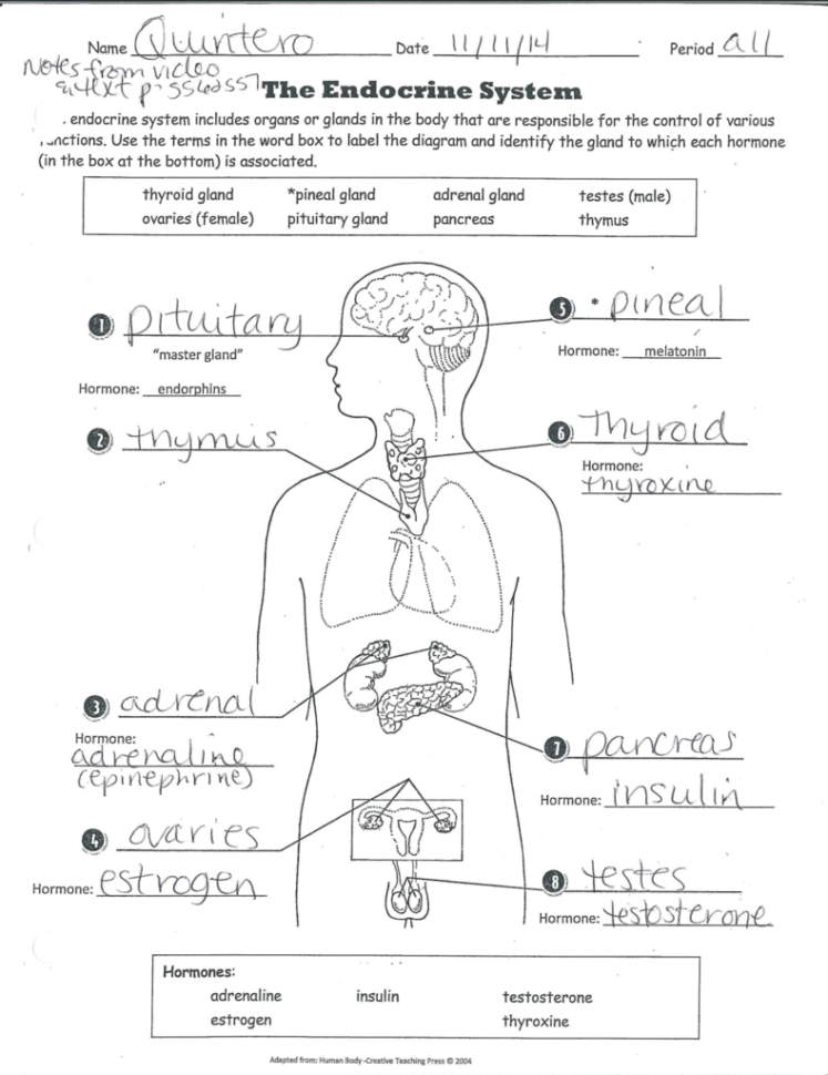 Endocrine System Worksheet Word Search Answer Key